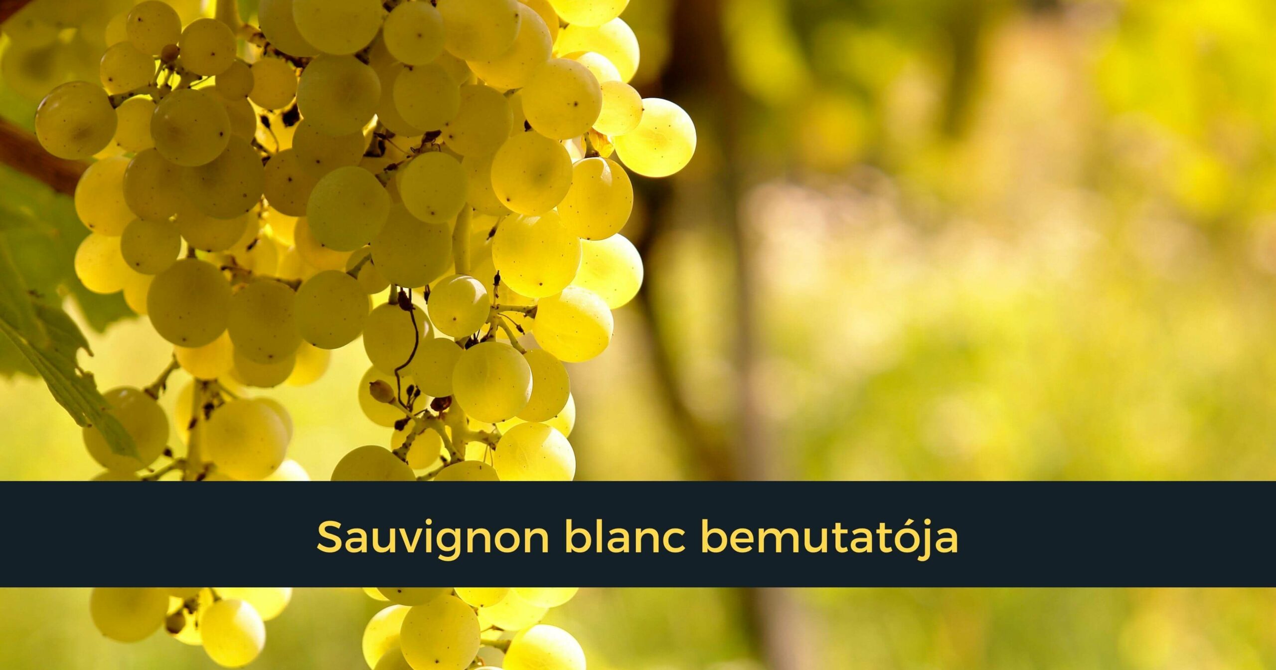 A Vincells Borékszer szőlőfajta-bemutatója: Sauvignon blanc
